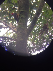 Campephilus rubricollis