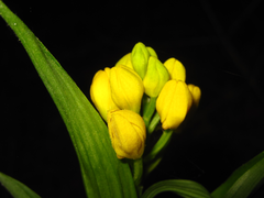 Cephalanthera falcata