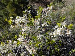 Prunus subcordata