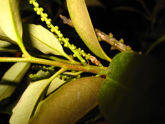 Castanopsis sieboldii