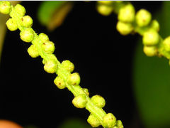 Castanopsis sieboldii