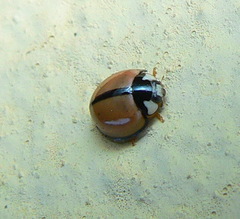 Cheilomenes propinqua