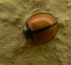 Cheilomenes propinqua