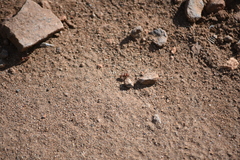 Pogonomyrmex tenuispinus