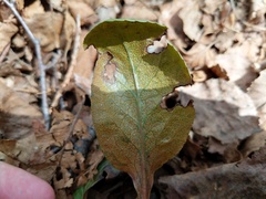 Rossmanomyces pyrolae