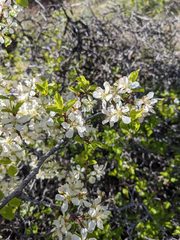 Prunus subcordata