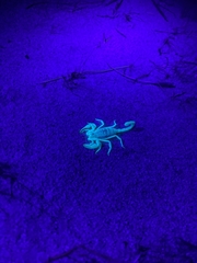 Paruroctonus utahensis