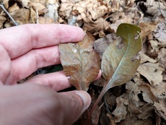 Rossmanomyces pyrolae