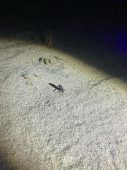 Paruroctonus utahensis