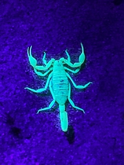 Paruroctonus utahensis