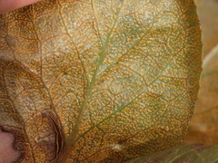 Rossmanomyces pyrolae