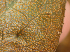 Rossmanomyces pyrolae