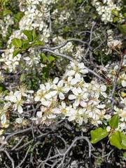 Prunus subcordata
