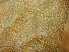 Rossmanomyces pyrolae