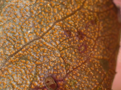 Rossmanomyces pyrolae