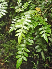 Weinmannia pubescens