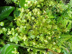 Pilea peploides major