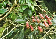 Bomarea bredemeyeriana