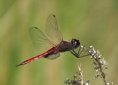 Tramea insularis