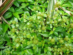 Pilea peploides major