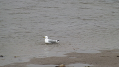 Larus delawarensis