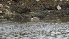 Branta canadensis