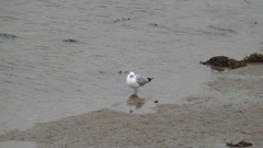 Larus delawarensis