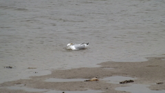 Larus delawarensis