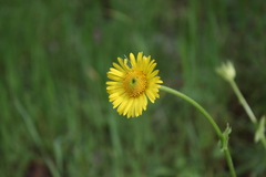 Doronicum plantagineum