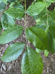 Fraxinus quadrangulata