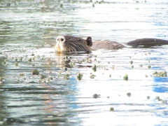 Myocastor coypus coypus