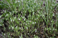 Viola kitaibeliana
