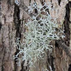 Pseudevernia cladonia