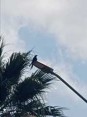 Quiscalus mexicanus