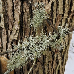 Pseudevernia cladonia