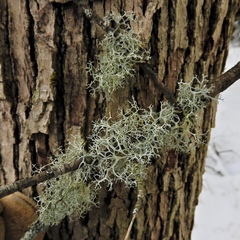 Pseudevernia cladonia