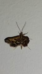Diasemia grammalis