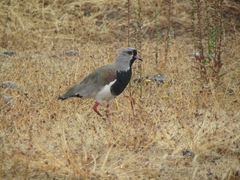 Vanellus chilensis chilensis