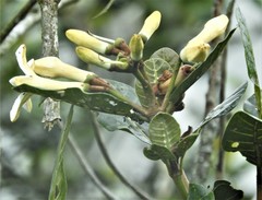 Ladenbergia macrocarpa