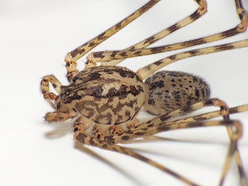 Spiders - System of a Down Chile