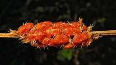 Omaspides trichroa