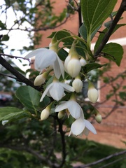 Styracaceae