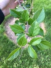 Styracaceae