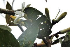 Ladenbergia macrocarpa