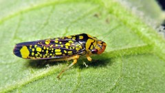 Aulacizes conspersa