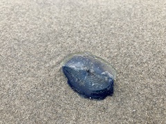 Velella velella