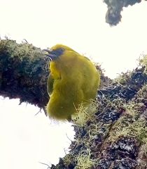 Hemignathus wilsoni