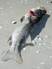 Centropomus undecimalis