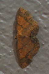 Melinodes detersaria