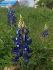 Lupinus texensis